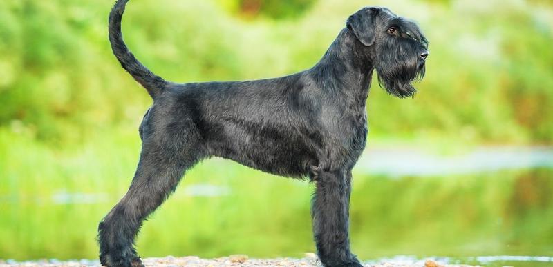 Olbrzym obsada i role