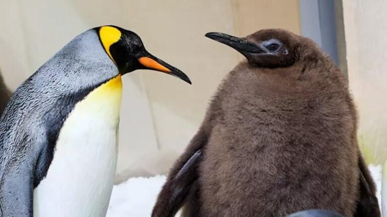 Refleksje widzów o Serialu Pingwin, które odkryją nowe oblicze Gotham