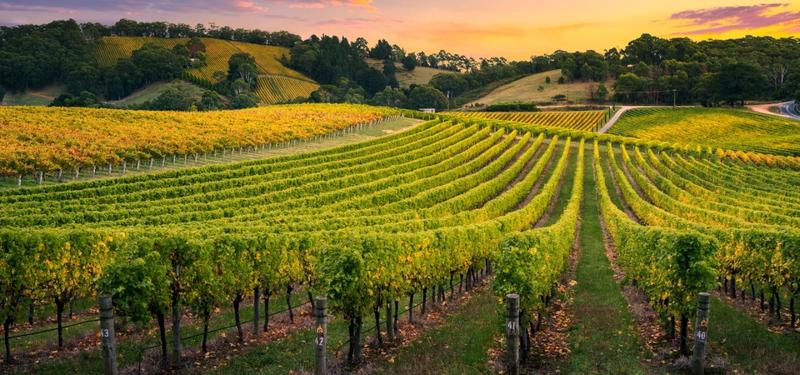 Ile odcinków ma sezon serialu o miłości w Winnicach miłości?