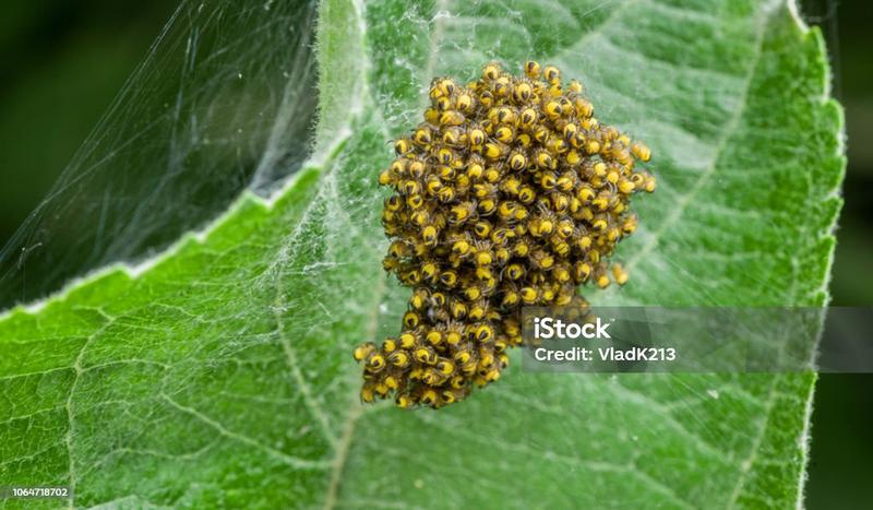 Pająki w kulturze popularnej