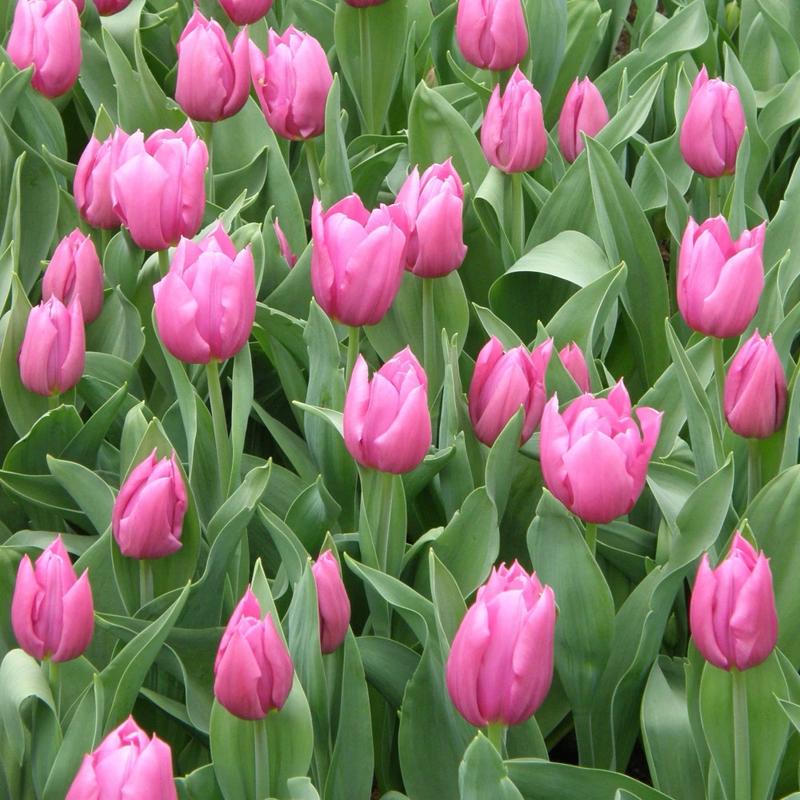 Analiza odcinków Serialu Tulipan