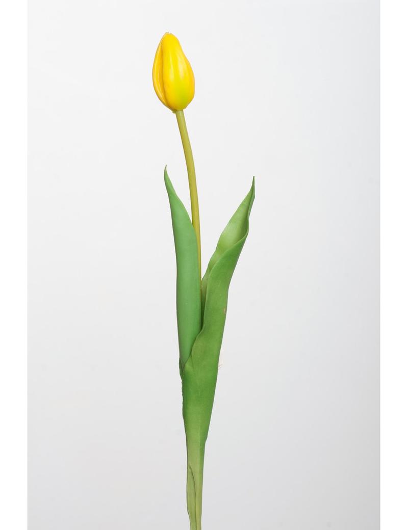 Czas trwania pierwszego sezonu Serialu Tulipan