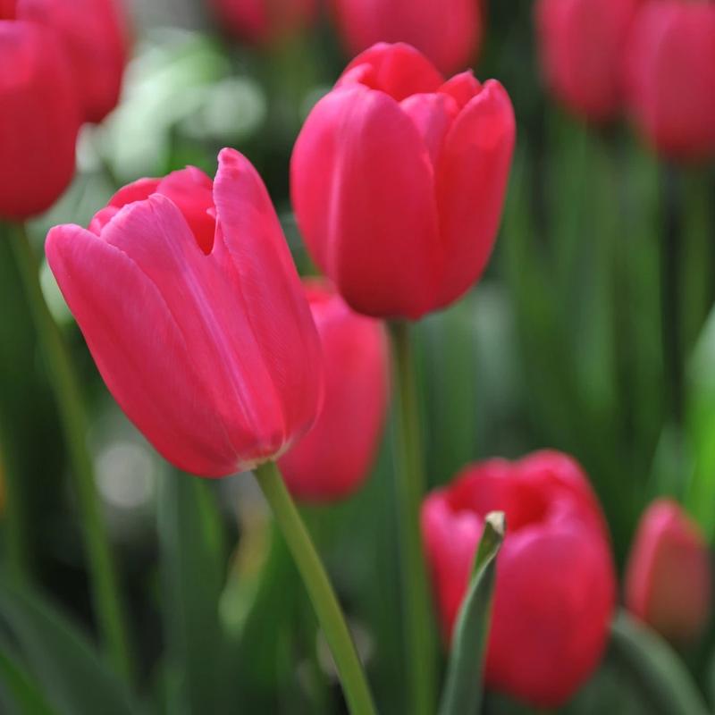 Liczba odcinków Serialu Tulipan