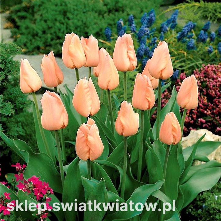 Popularność Serialu Tulipan a czas trwania