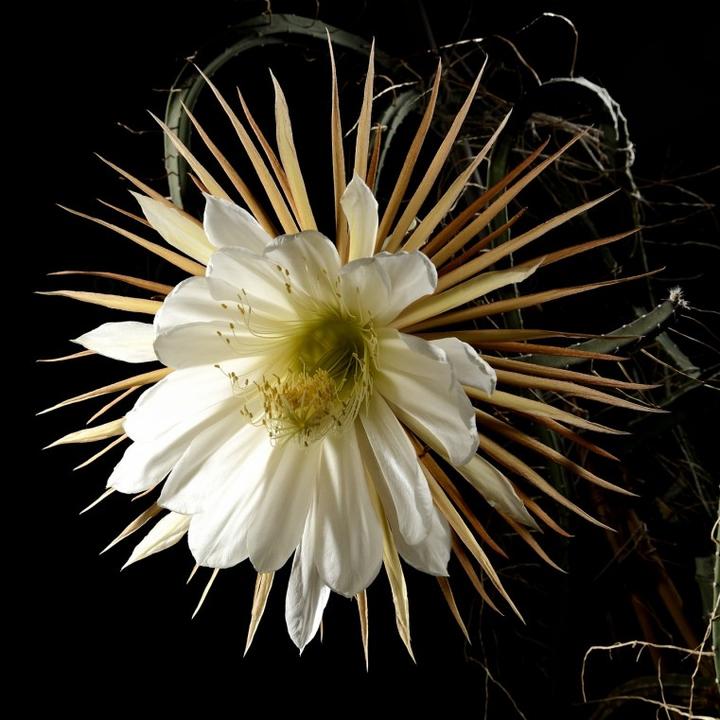 Porównanie wersji polskiej i tureckiej