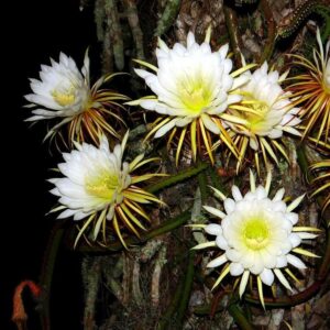 Liczba odcinków Królowej jednej nocy w polskiej i tureckiej wersji – co warto wiedzieć?