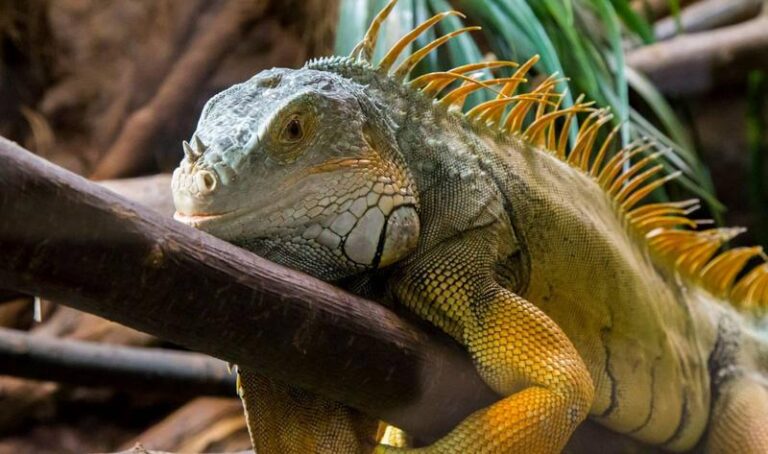 Odkryj niesamowite zwierzęta: jak je znaleźć, fabuła i ciekawostki, które Cię zaskoczą