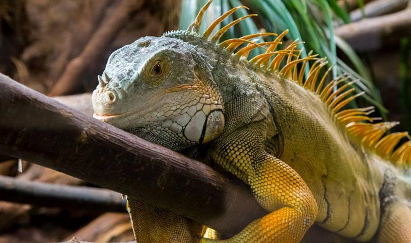 Odkryj niesamowite zwierzęta: jak je znaleźć, fabuła i ciekawostki, które Cię zaskoczą